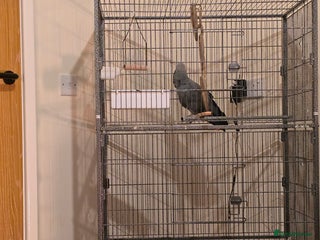 Budgerigars birds Accrington - Advert 1