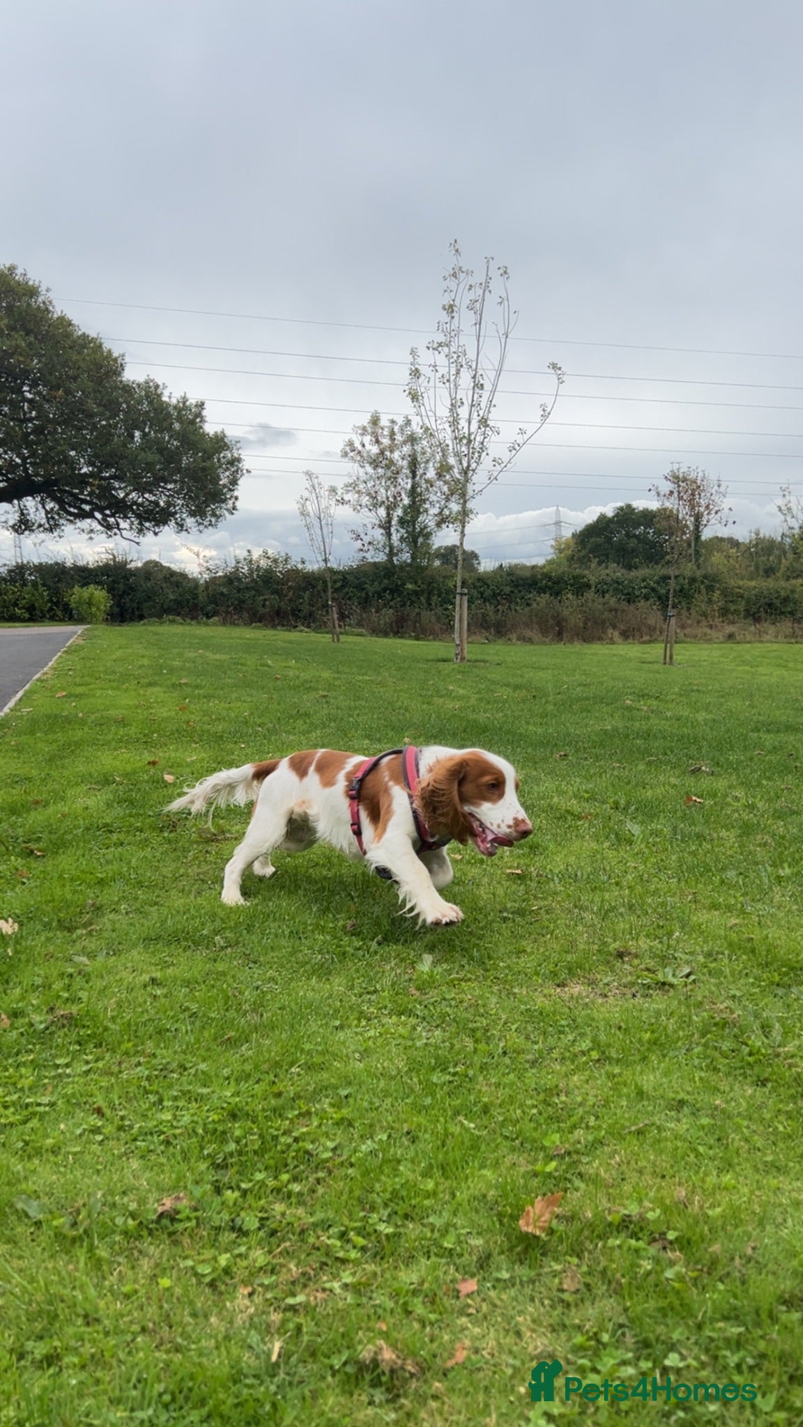 Cocker Spaniel dogs Henry - Loving family dog - Advert 4