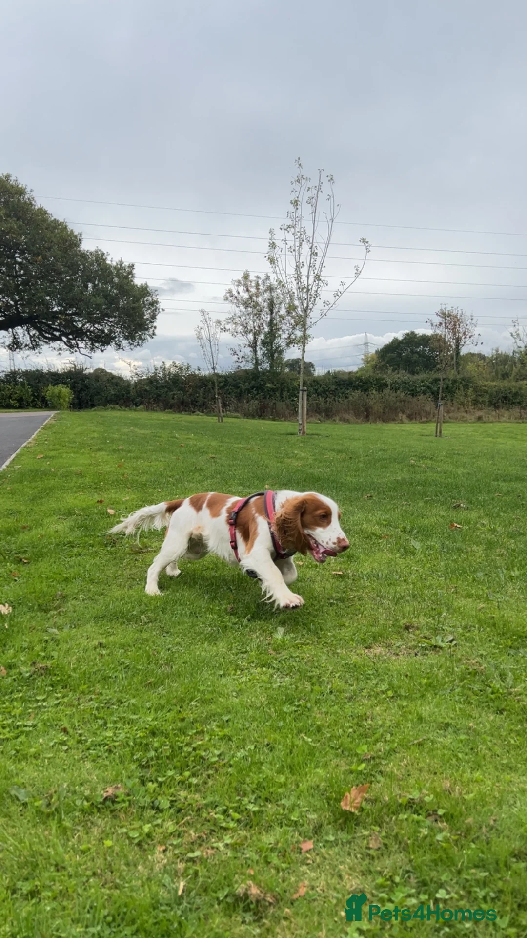 Cocker Spaniel dogs for sale: Henry - Loving family dog - Advert 2