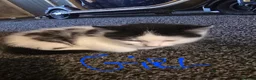 Mixed Breed cats for sale: 4 beautiful kittens ready to leave now  in Bradford - Advert 2