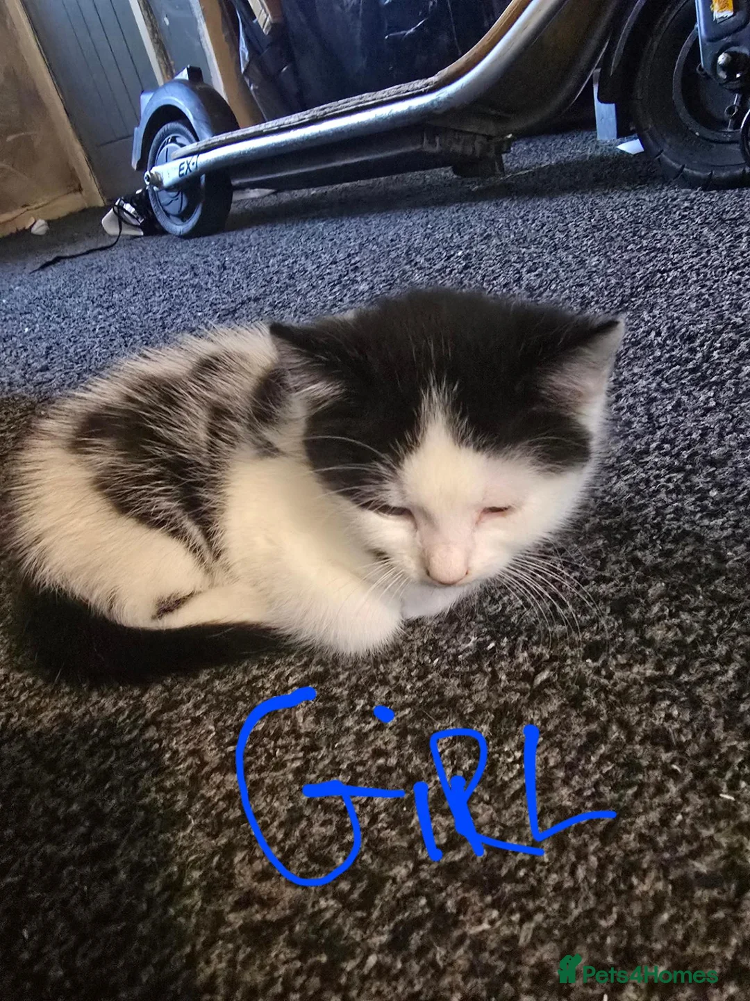 Mixed Breed cats for sale: 4 beautiful kittens ready to leave now  in Bradford - Advert 2