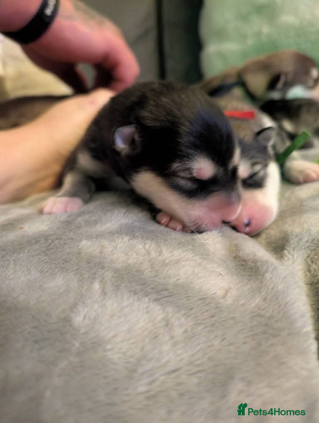 Alaskan Malamute dogs for sale: KC Alaskan malamute puppies champion lines - Image 39