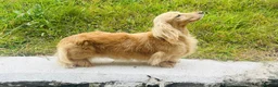 Miniature Dachshund dogs for stud: Cream long hair miniature dachshund stud dog  - Advert 2