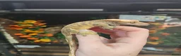 Gecko reptiles for sale: Trio of Geckos  - Advert 2