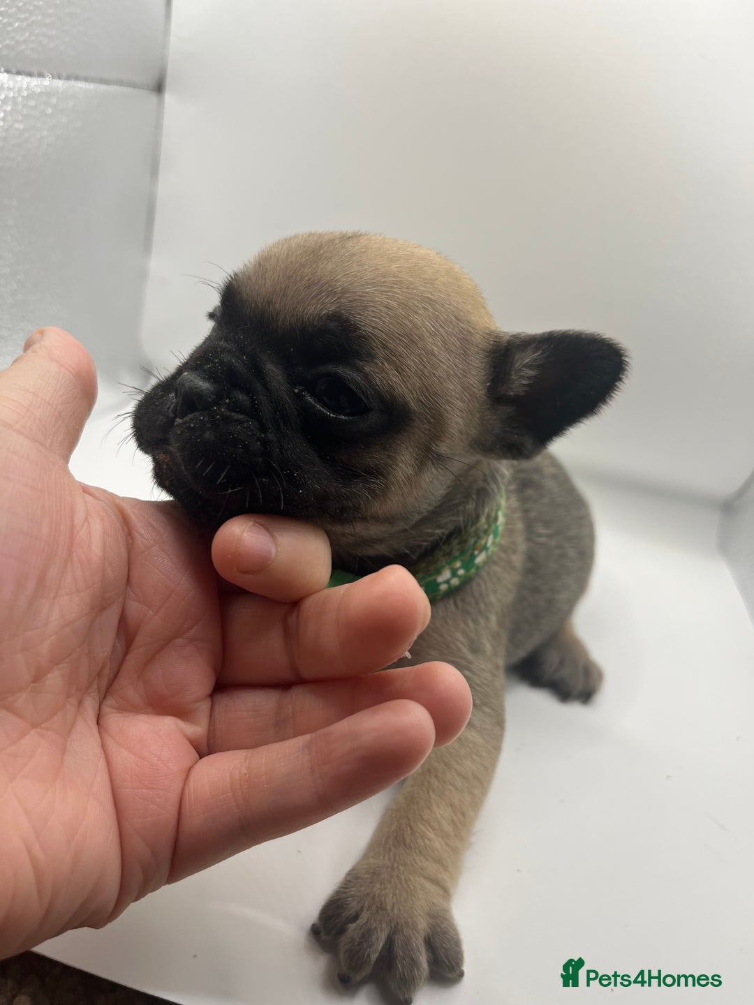 French Bulldog dogs for sale: French bulldog puppies - Advert 10