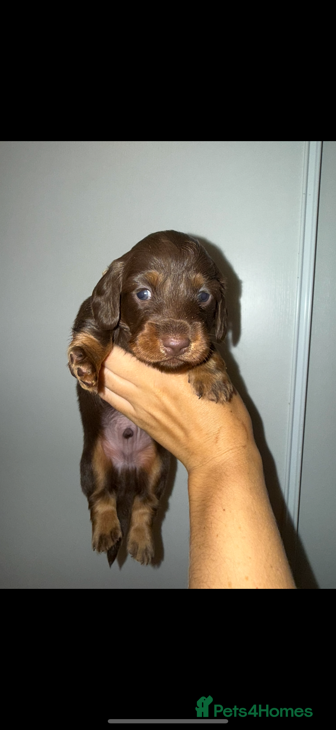 Miniature Dachshund dogs for sale: Long haired Miniature Dachshund - Image 7