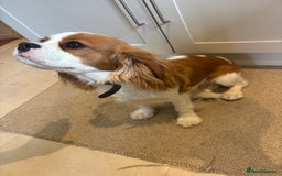 Cavalier King Charles Spaniel dogs for sale: King Charles cavalier - Male - Image 1