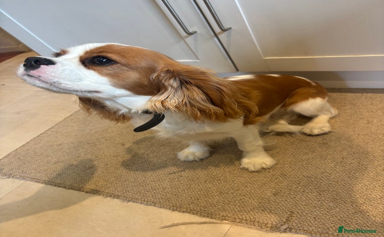 Cavalier King Charles Spaniel dogs - Advert 1
