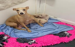 Italian Greyhound dogs for sale:  Italian Greyhound Puppies – Ready 6th October ✨ - Image 8