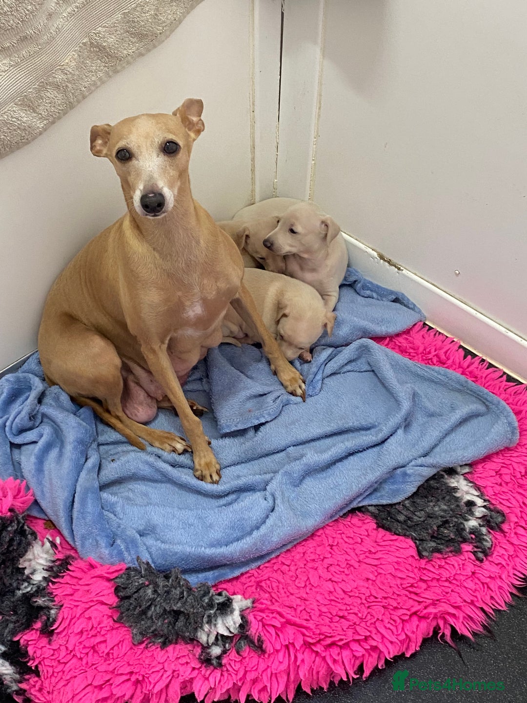 Italian Greyhound dogs for sale:  Italian Greyhound Puppies – Ready 6th October ✨ - Image 8
