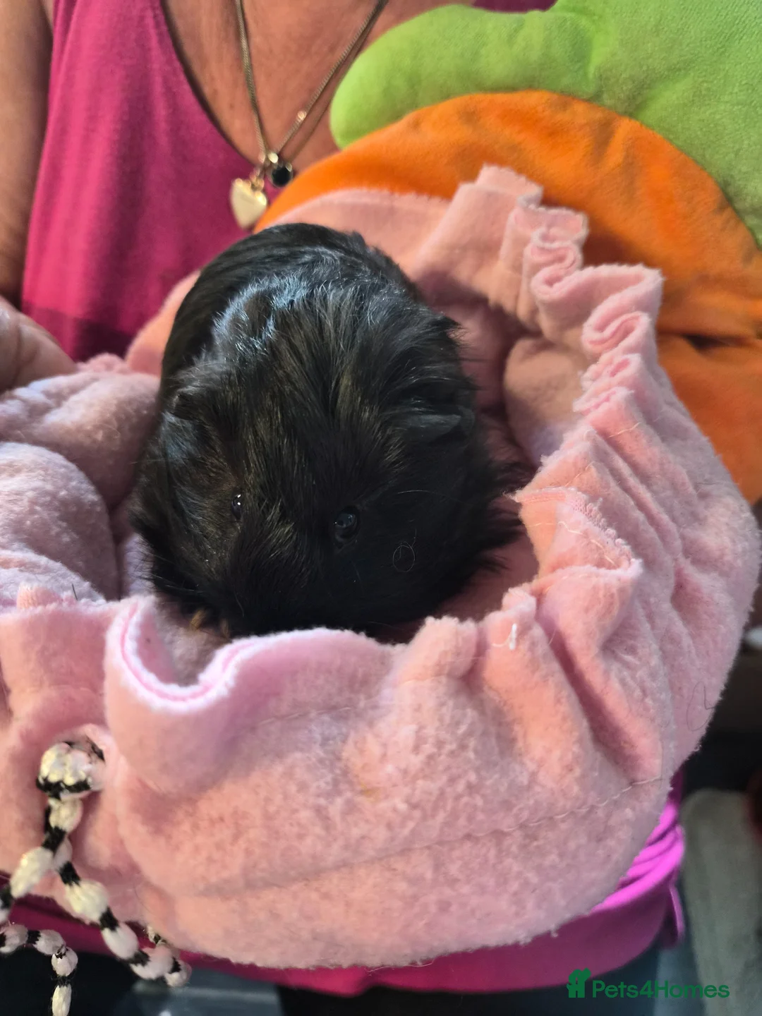 Guinea Pig rodents for sale: Two Female Guinea Pigs  - Advert 1