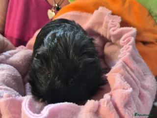 Guinea Pig rodents Two Female Guinea Pigs - Advert 1