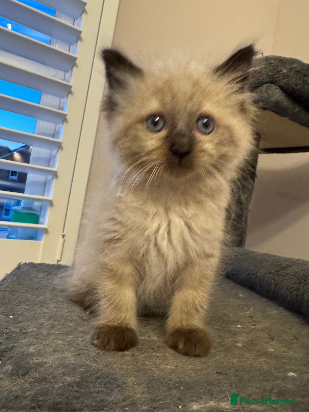 Ragdoll cats for sale: 4 stunning seal point ragdoll boys  - Image 7