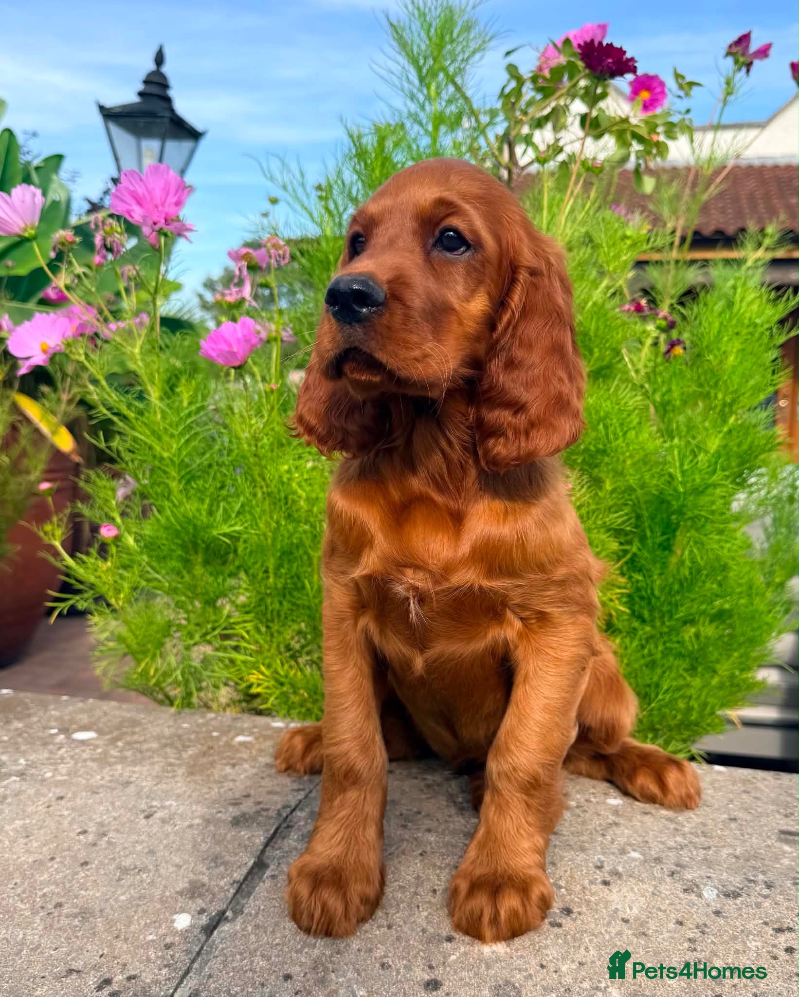 Irish Setter dogs Exceptional Irish Setter Puppy  - Advert 1