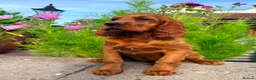 Irish Setter dogs for sale: Exceptional Irish Setter Puppy  in Highbridge - Advert 1