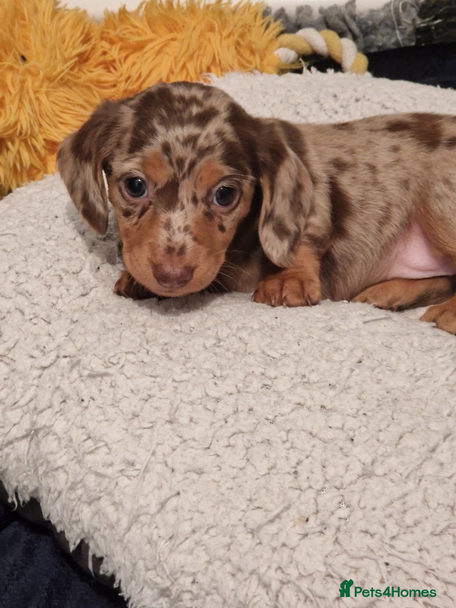 Miniature Dachshund dogs Minature dashound  - Advert 2