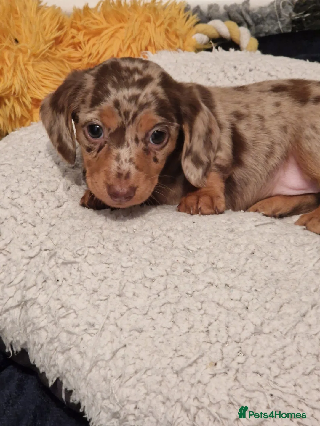 Miniature Dachshund dogs for sale: Minature dashound  in Alfreton - Advert 1