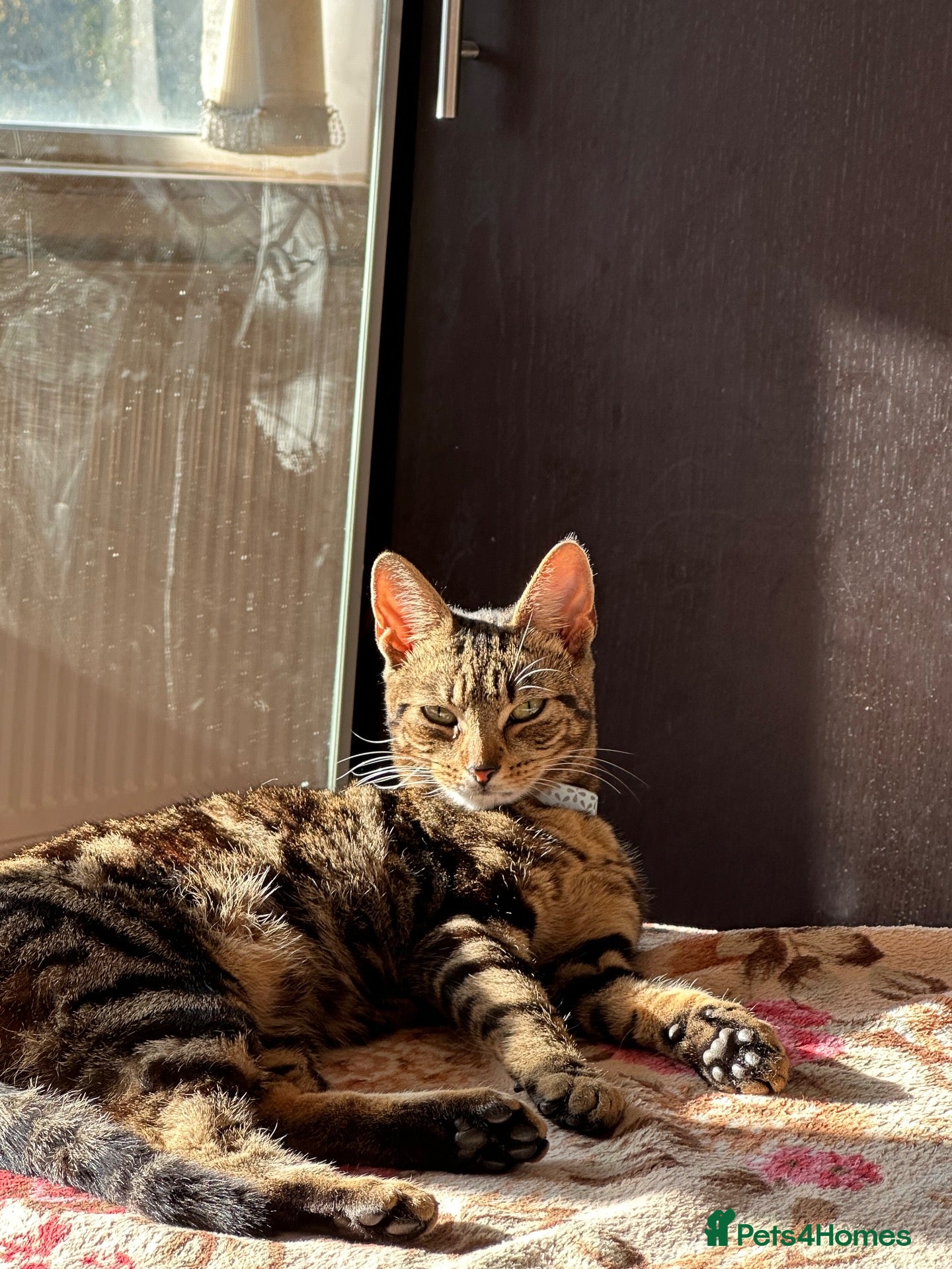 Mixed Breed cats for sale: Luna  - Advert 6