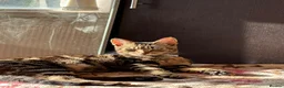 Mixed Breed cats for sale: Luna  - Advert 1