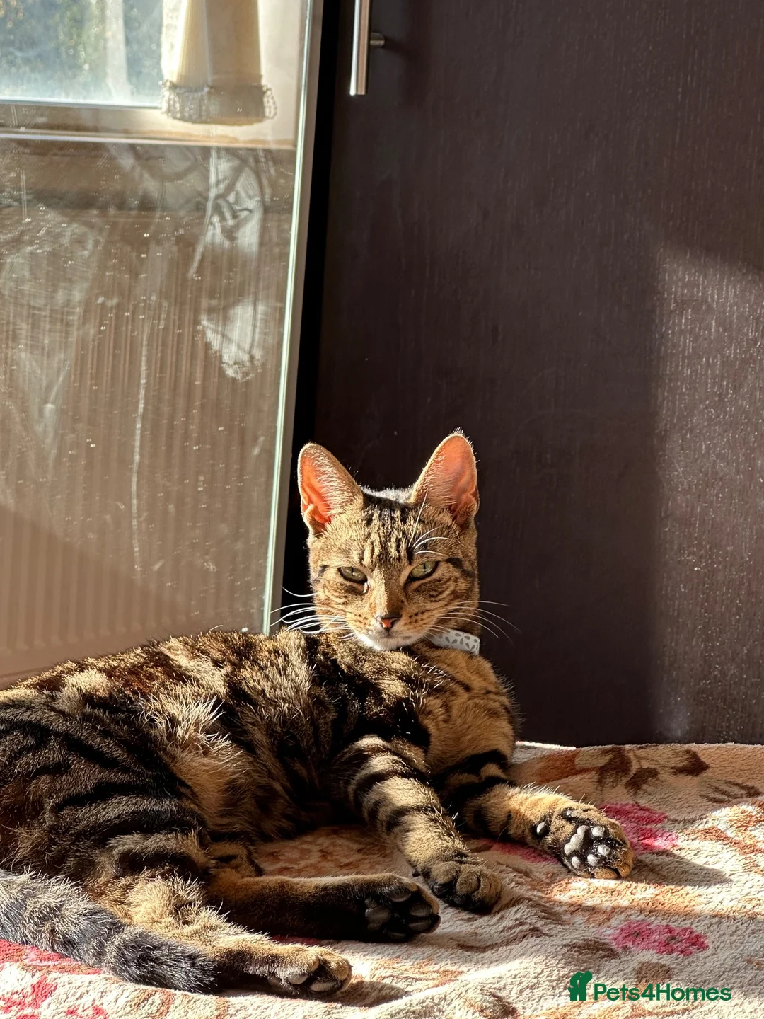 Mixed Breed cats for sale: Luna  - Advert 1
