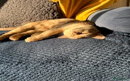 Burmese cats for sale: Cookie - Image 3