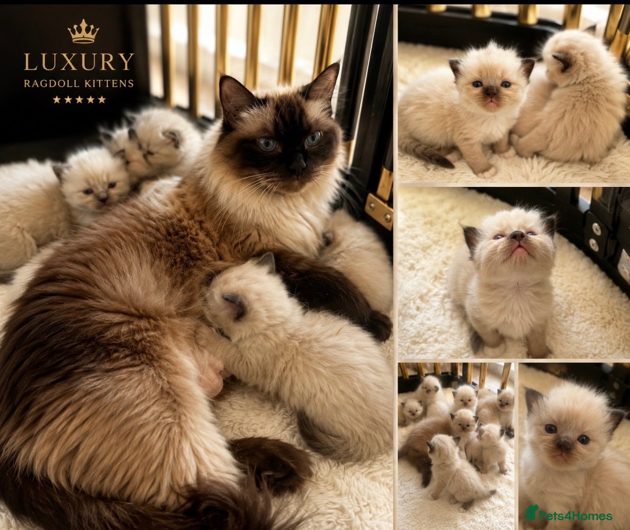 Ragdoll cats GCCF champion ragdoll kittens 🐱 ❤️ - Advert 1