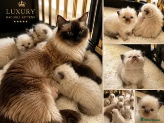 Ragdoll cats GCCF champion ragdoll kittens 🐱 ❤️ - Advert 1