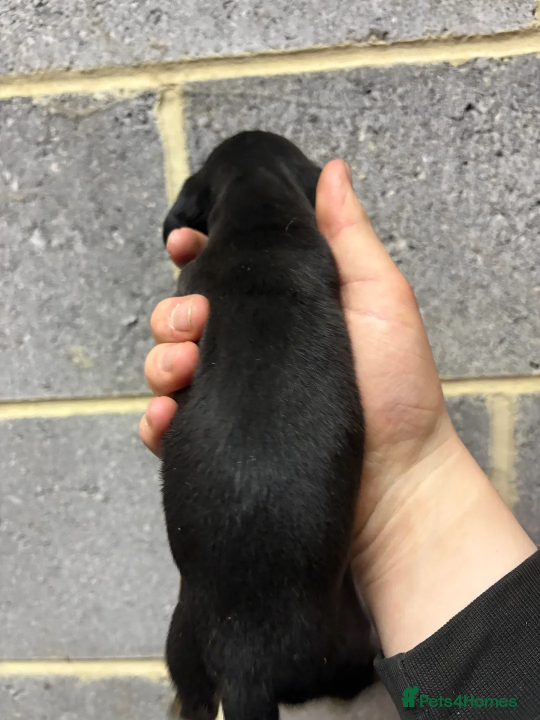 Miniature Dachshund dogs for sale: 5 stunning Dachshund puppies  in Redcar - Advert 7