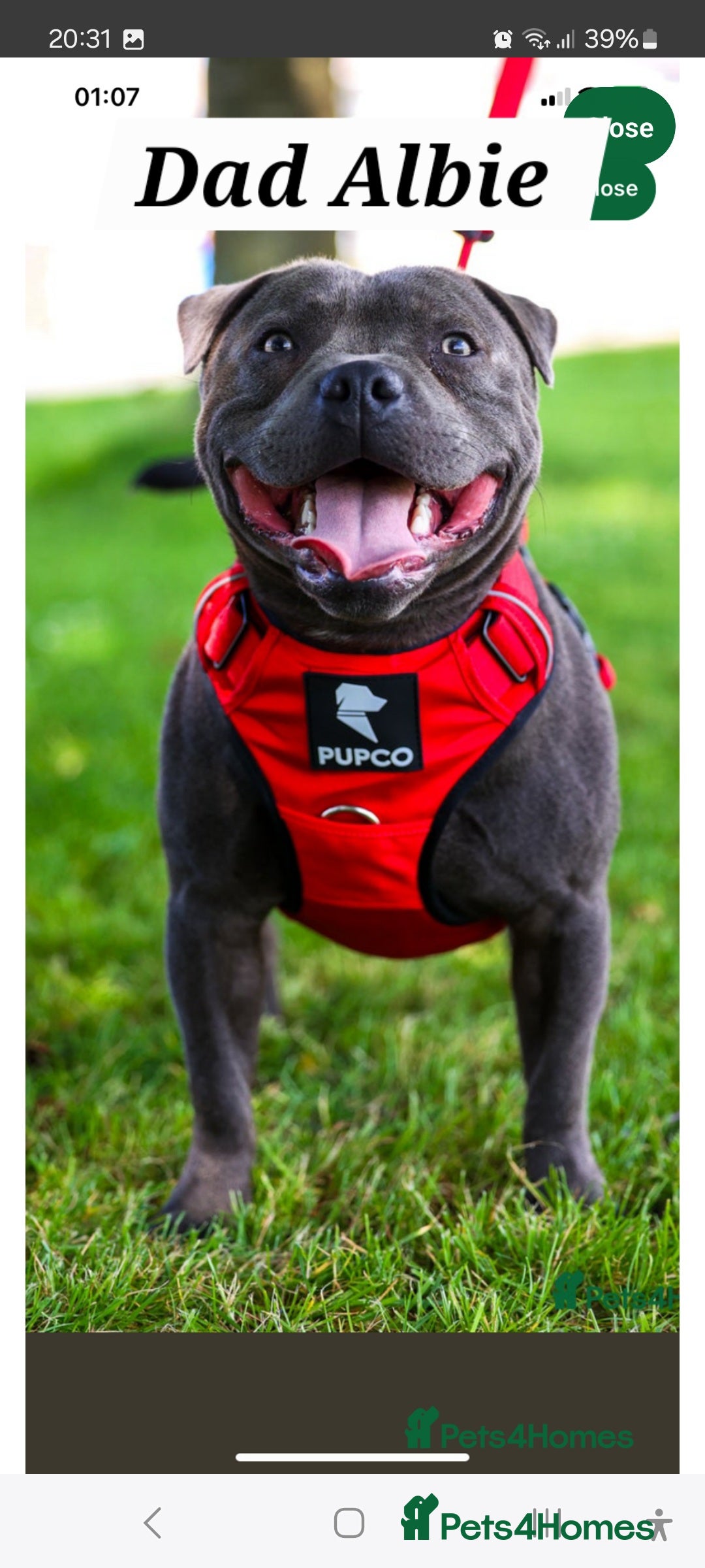 Staffordshire Bull Terrier dogs for sale: 💙KC Staffordshire Bull Terrier puppies 💙 - Advert 12