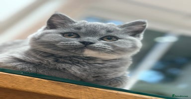 British Shorthair cats 2 female British short hair - Advert 7
