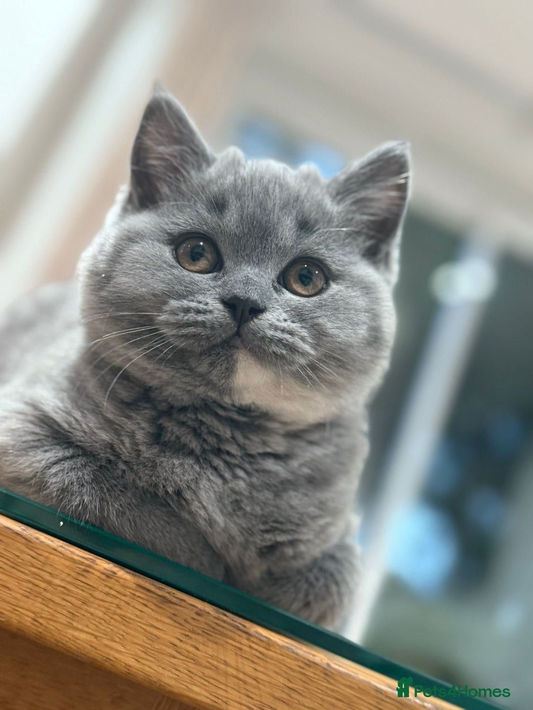 British Shorthair cats for sale: 2 female British short hair - Advert 3