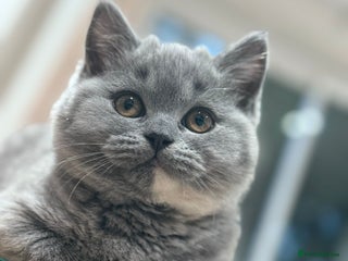 British Shorthair cats 2 female British short hair cream & blue cream - Advert 3