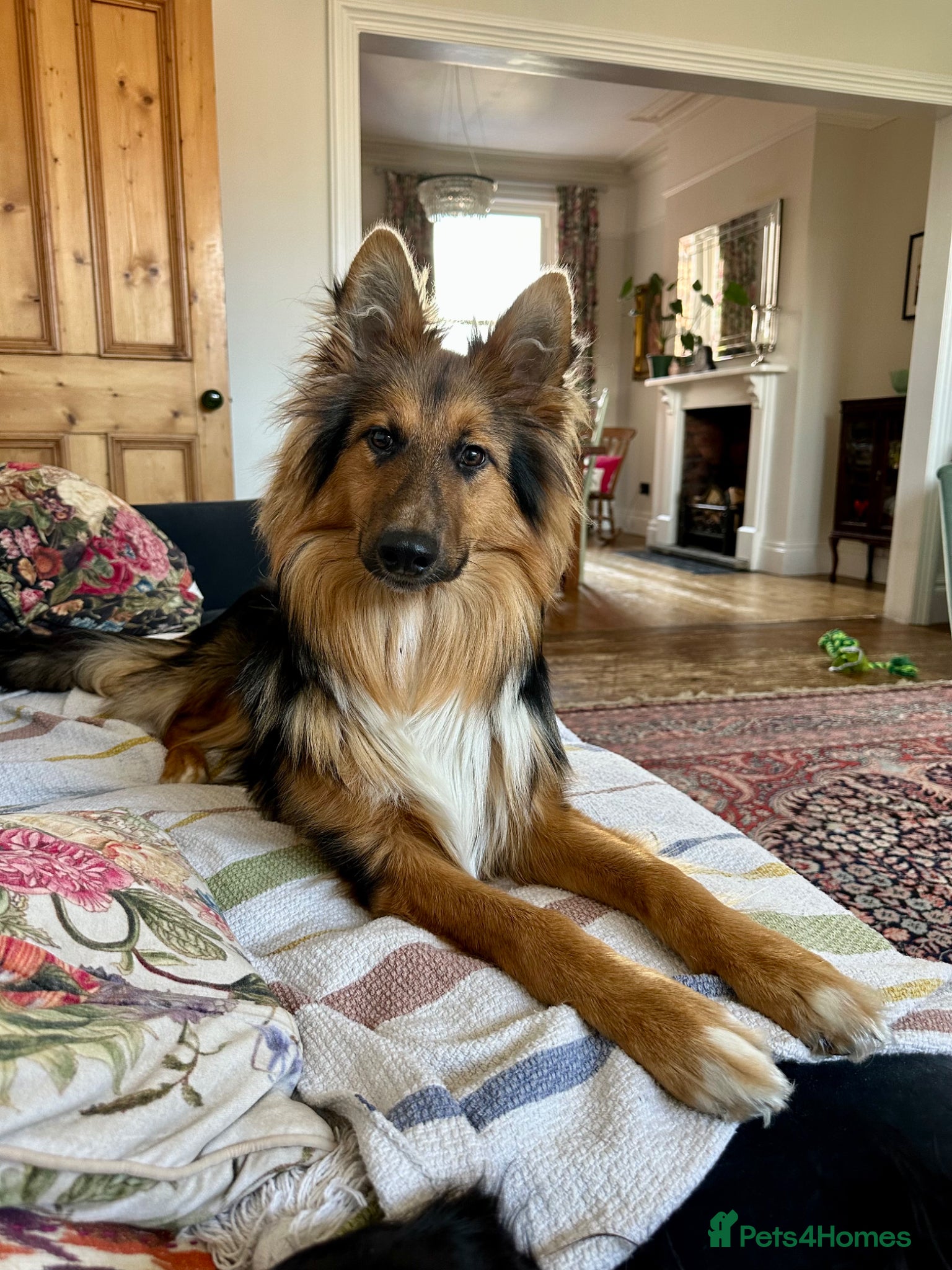 Mixed Breed dogs Nala (gsd x rough collie cross) - Advert 4