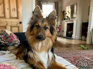 Mixed Breed dogs Nala (gsd x rough collie cross) - Advert 5