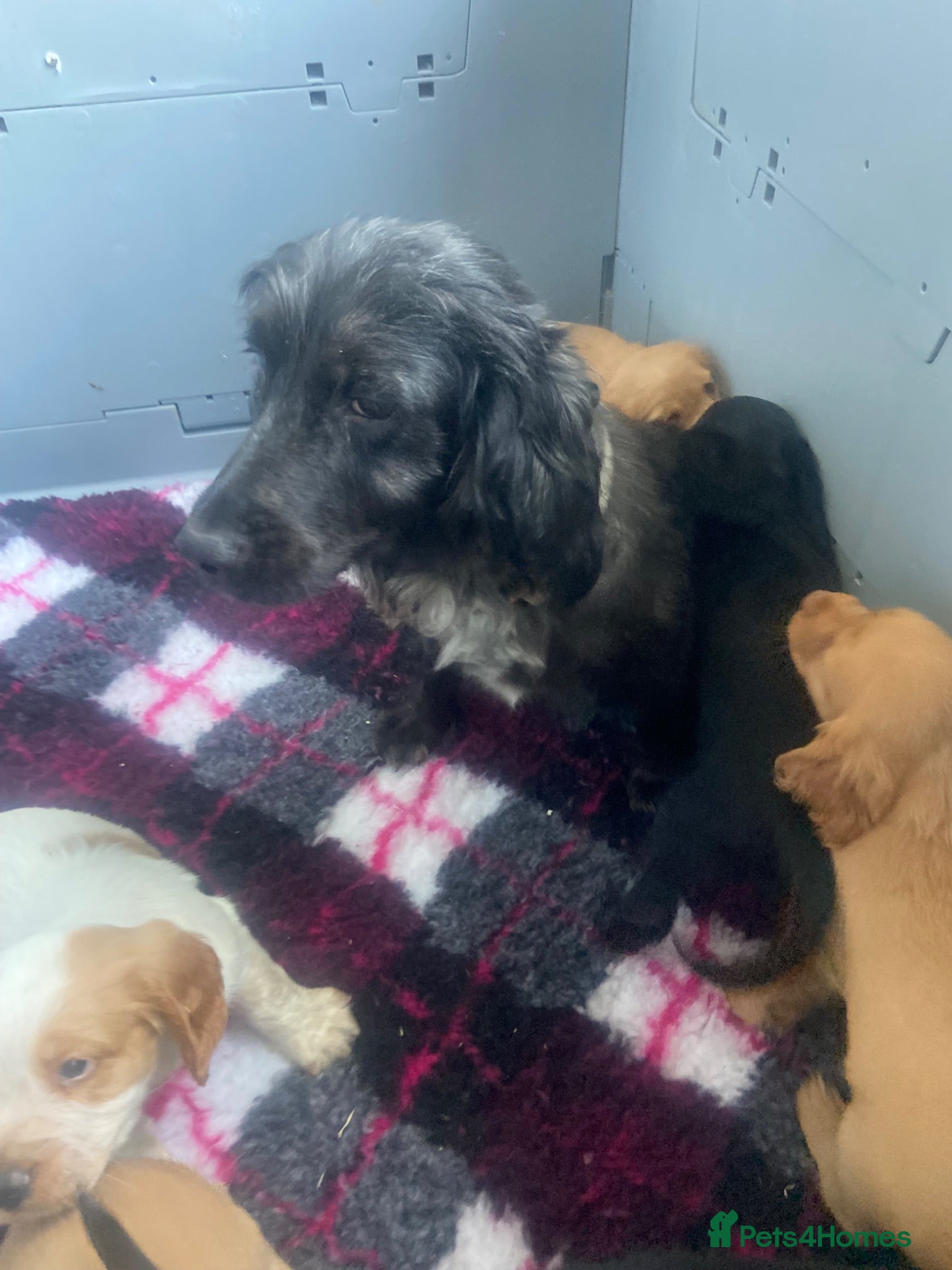 Cocker Spaniel dogs Working cocker spaniel puppies  - Advert 1