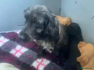 Cocker Spaniel dogs Working cocker spaniel puppies - Advert 5