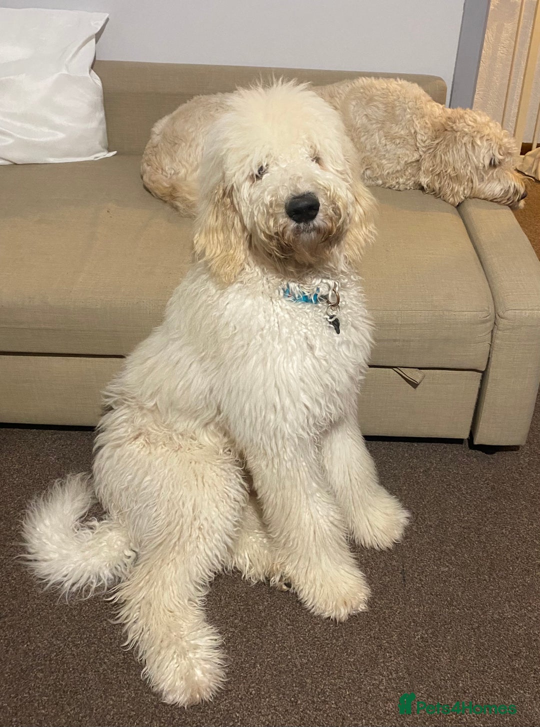 Goldendoodle dogs for stud: Multigenerational Goldendoodle for Stud  - Image 18