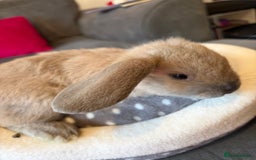 Lionhead rabbits for sale: Beautiful Lionhead/Mixed breed baby rabbits  - Image 14