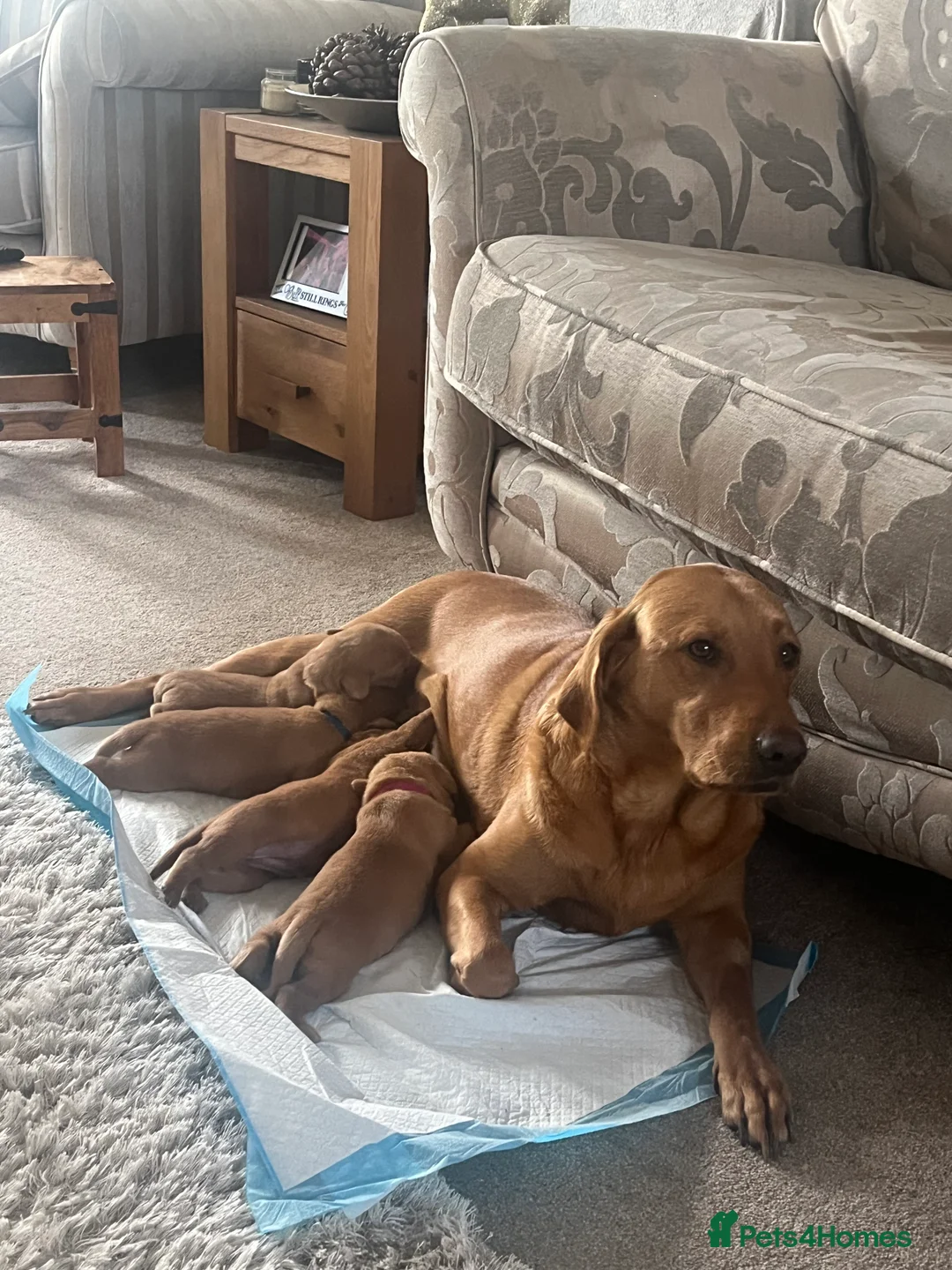 Labrador Retriever dogs for sale: 🌟 5 Star KC Registered FOX RED & YELLOW Labradors - Advert 20