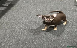 Chihuahua dogs for sale: Tiny chihuahua puppies KC in Coventry - Image 9
