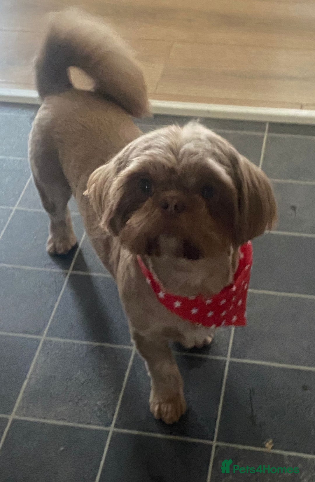 Shih Tzu dogs for sale: BLUE CARRING CHOC/LILAC IMPERIAL BOYS - Image 6