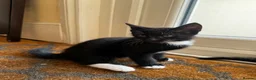 Mixed Breed cats for sale: Mixed marble litter - Advert 4