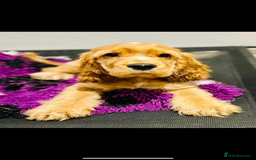 Cocker Spaniel dogs for sale: English Show Cocker Spaniel litter Waiting list  - Image 7