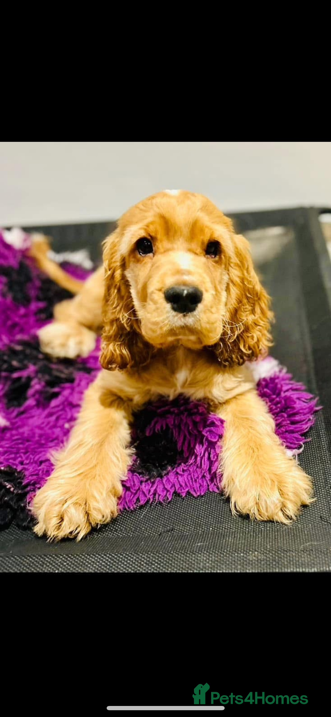 Cocker Spaniel dogs for sale: English Show Cocker Spaniel litter Waiting list  - Image 7