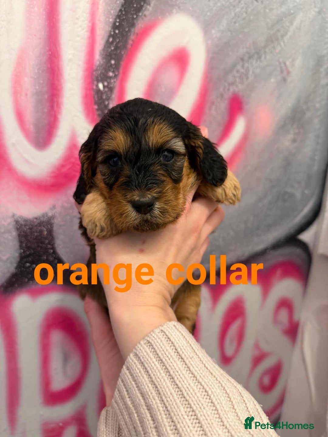 Cockapoo dogs for sale: *STUNNING F1 COCKAPOO PUPPIES* - Advert 23