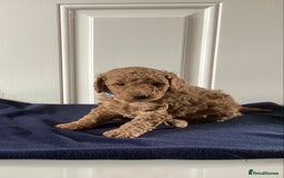 Cockapoo dogs for sale: 5 cockapoo puppies - Image 12