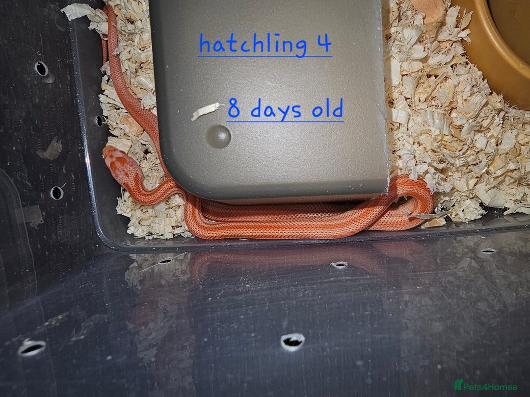 Corn Snake reptiles for sale: Beautiful corn snakes  - Image 18