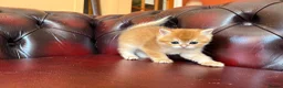 British Shorthair cats for sale: Top quality Golden BSH - Advert 10
