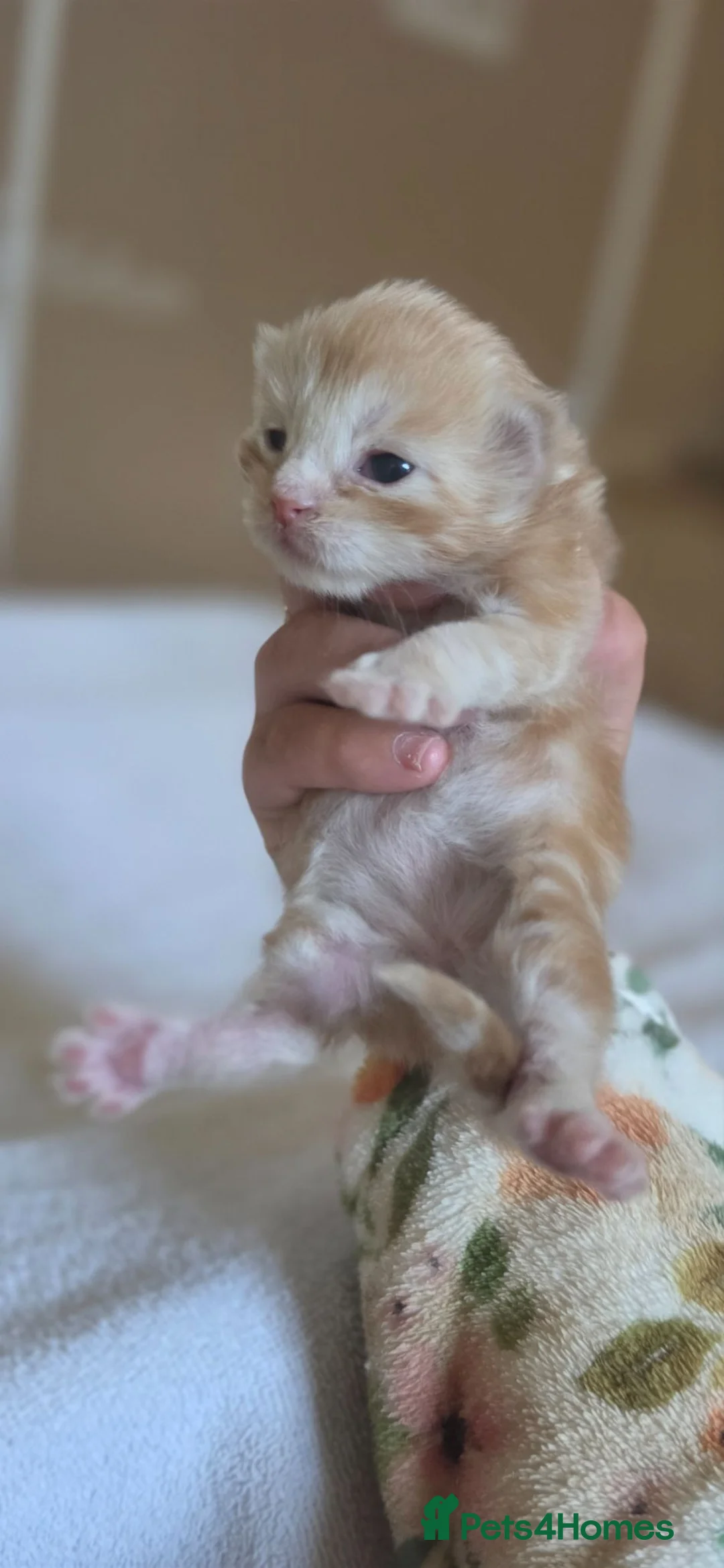 Maine Coon cats for sale: 3 Maine Coon Kittens Available  in Barnsley - Advert 2