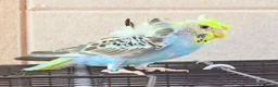 Budgerigars birds for sale: Beautiful young budgies available  - Advert 6